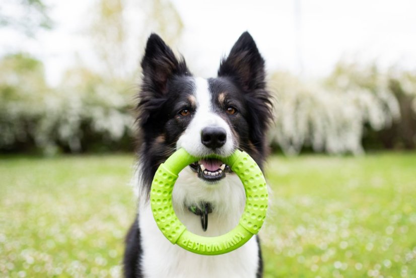 Létající a plovací kruh z TPR pěny - MAXI  - Modrá
