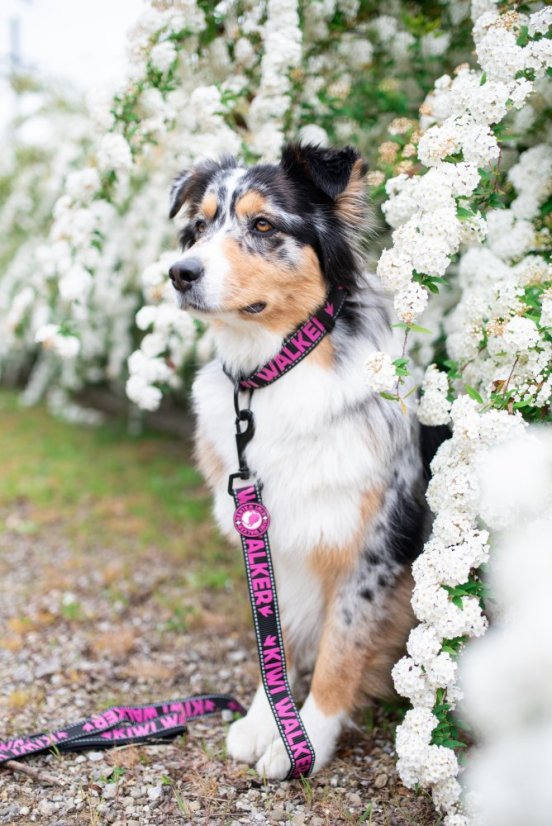 Obojek - M - Oranžová