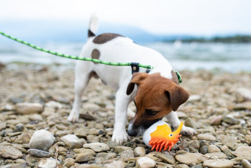 Latexová pískací hračka Kiwi Baby oranžová