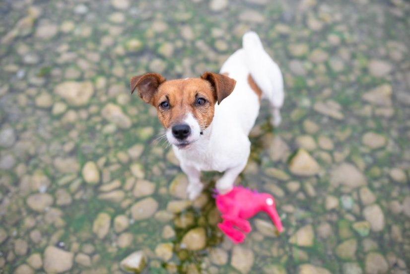 Latexová pískací hračka Kiwi S zelená