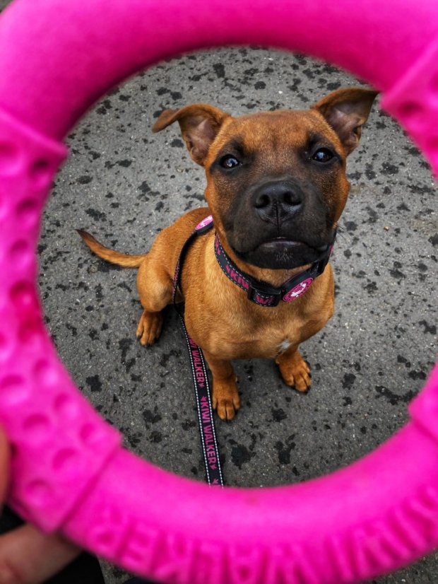 Létající a plovací kruh z TPR pěny - MAXI  - Modrá