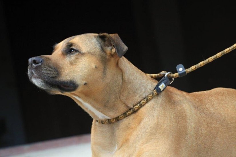 Provazové vodítko 2v1 - M - Růžová/Černá