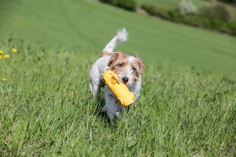 Latexová pískací hračka Cigar oranžová