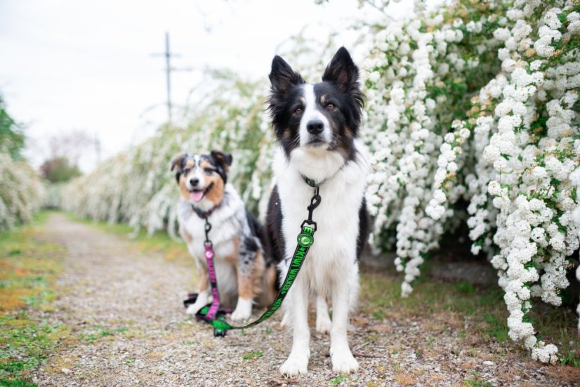 Vodítko - M - Zelená