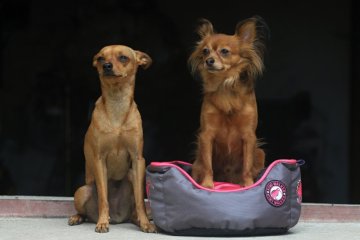 VÝPRODEJ - Značka - Kiwi Walker