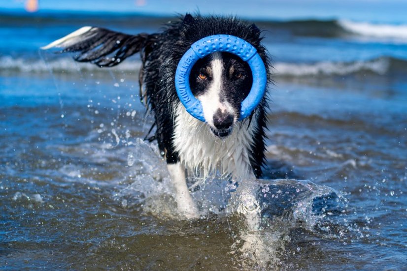 Létající a plovací kruh z TPR pěny - MINI  - Modrá