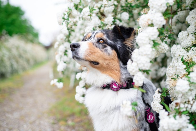 Obojek - M - Oranžová