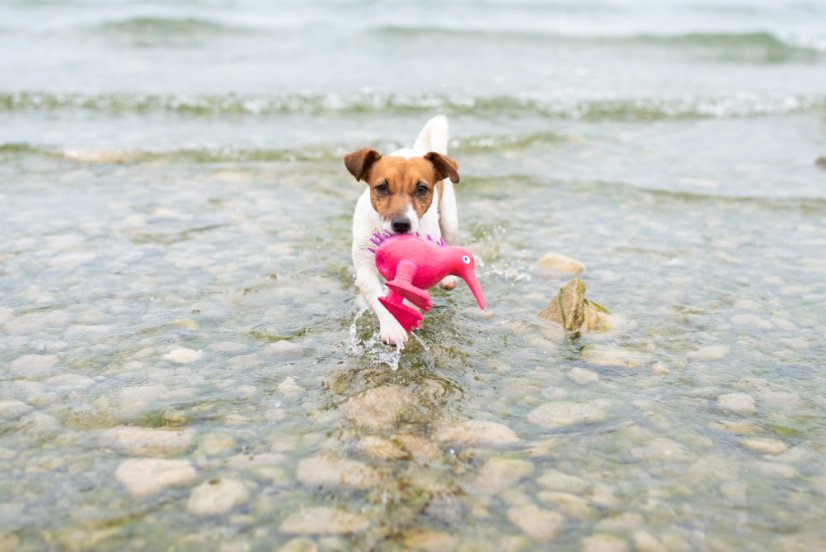 Latexová pískací hračka Kiwi M modrá