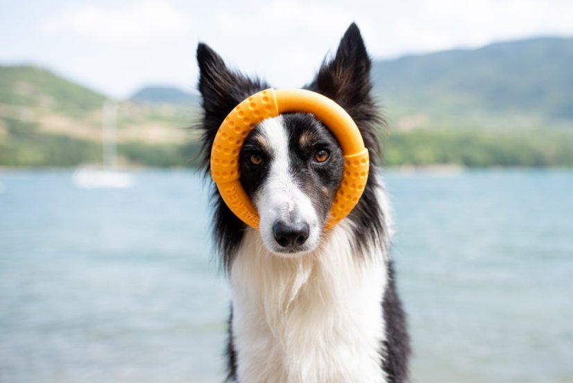 Létající a plovací kruh z TPR pěny - MAXI  - Modrá