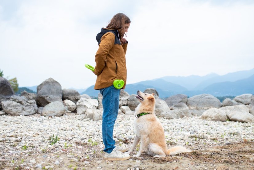 Pamlskovník - Růžová