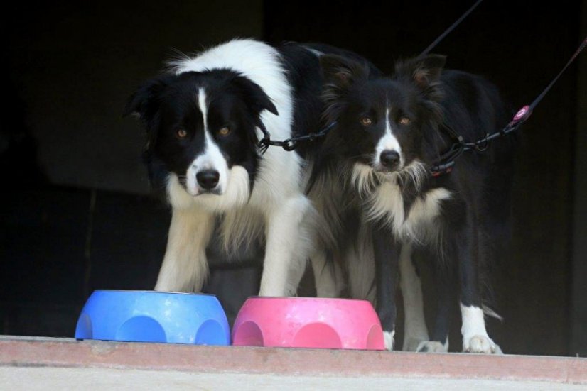 Miska CHEESE - M - Růžová