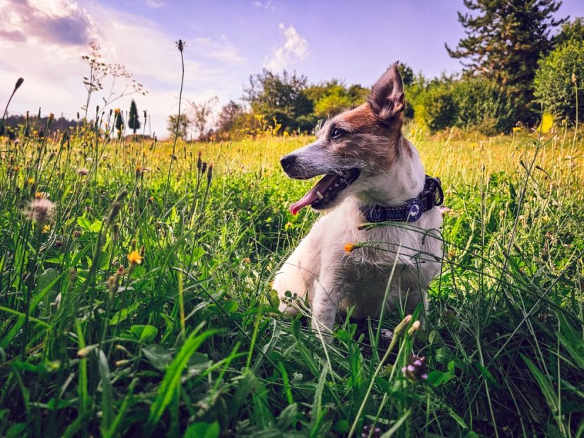 Obojek - M - Oranžová