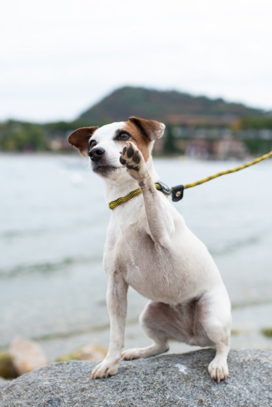 Provazové vodítko 2v1 - M - Růžová/Černá