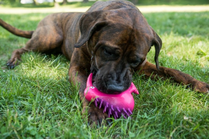 Latexová pískací hračka Kiwi S oranžová