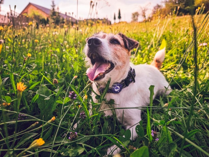 Obojek - M - Oranžová