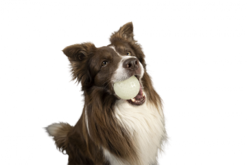 SVÍTÍ VE TMĚ - Značka - Kiwi Walker