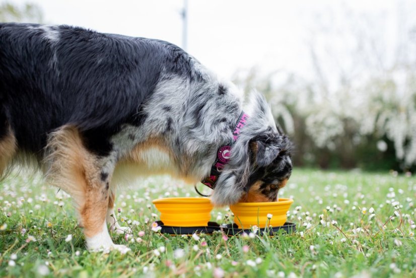 Cestovní miska se slowfeederem - Zelená