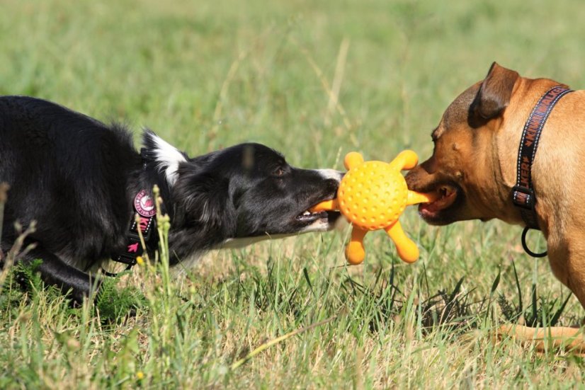 Létající a plovací chobotnice z TPR pěny - MINI  - Růžová