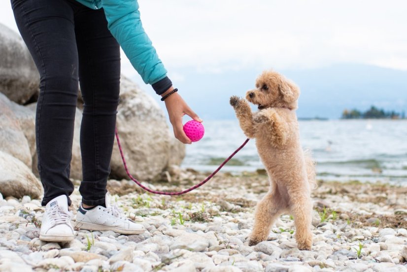 Létající a plovací míček z TPR pěny - MAXI  - Modrá