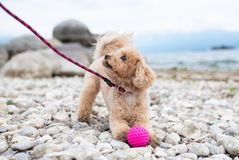 Provazové vodítko 2v1 - M - Růžová/Černá