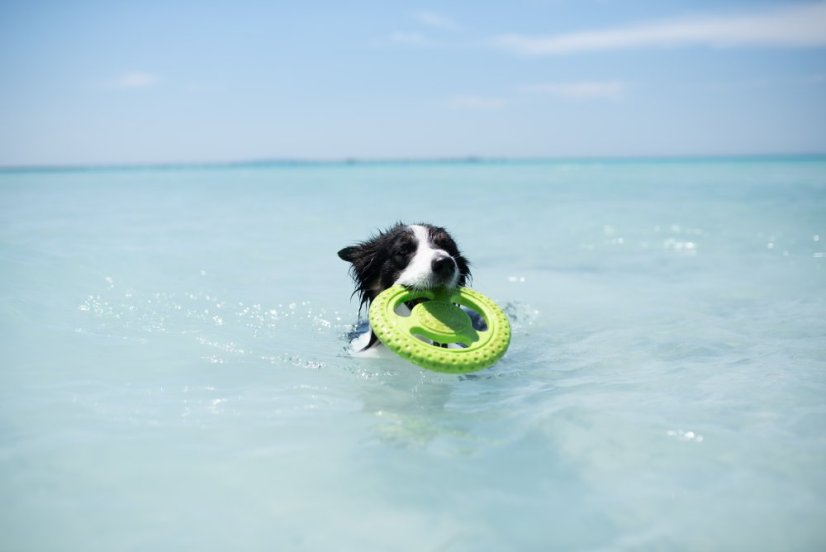 Plovací frisbee z TPR pěny MAXI  modrá 21,5 cm