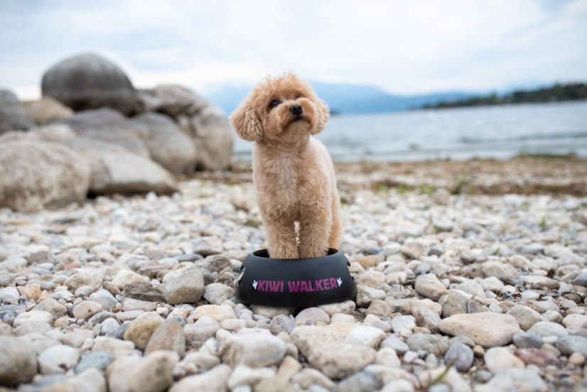 Miska BLACK BOWL - M - Modrá