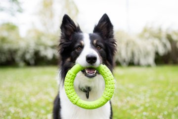 KRUH - Velikost hračky - MAXI