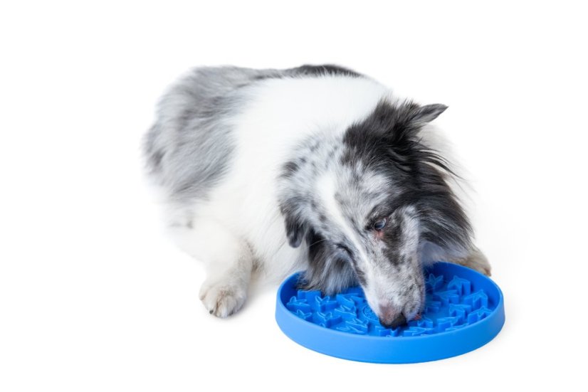 Protihltací miska a lízací podložka 2v1 – PAW – Modrá