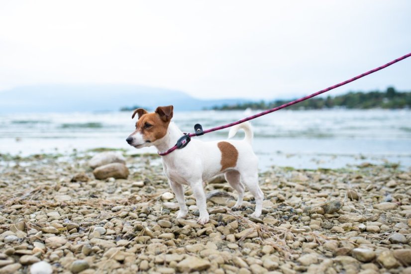 Provazové vodítko 2v1 - M - Růžová/Černá