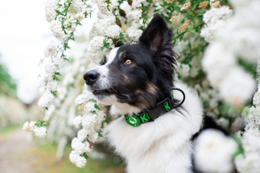 Obojek - M - Oranžová