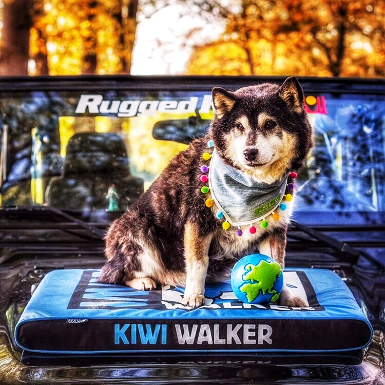 Pelech matrace ortopedická - XL - Oranžová/Černá