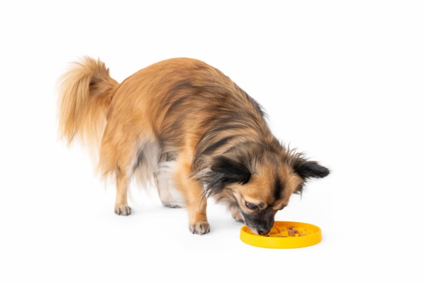 Protihltacia miska a lízacia podložka 2v1 - PAW MINI - Oranžová