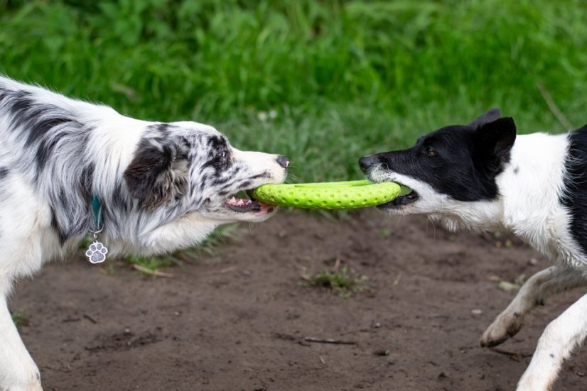Plovací frisbee z TPR pěny MAXI  modrá 21,5 cm