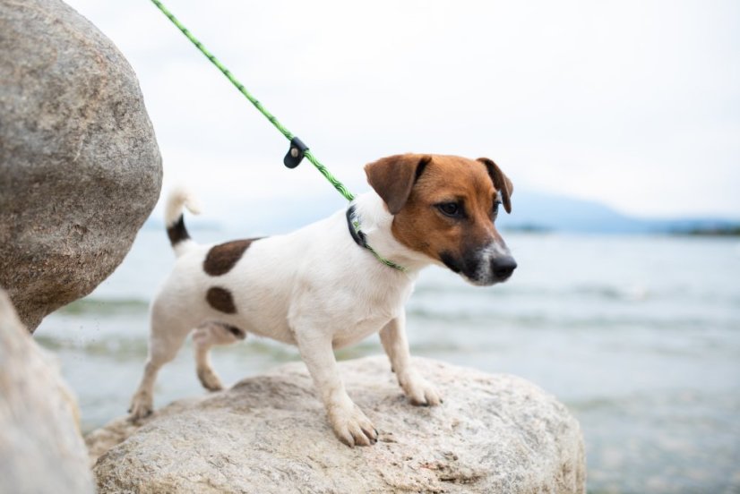 Provazové vodítko 2v1 - M - Růžová/Černá