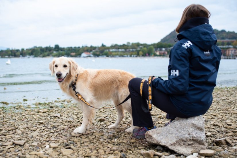 Obojek - M - Oranžová