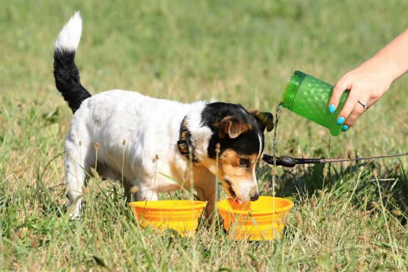 Cestovní láhev - Jedna velikost - Oranžová/Zelená