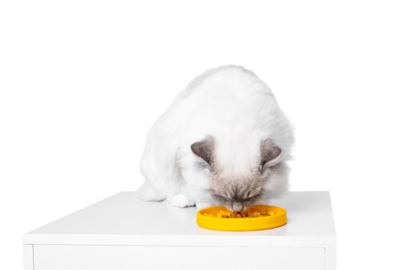 Protihltací miska a lízací podložka 2v1 – PAW MINI – Oranžová