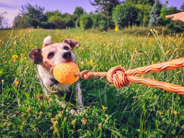 EGG - Barva - Zelená