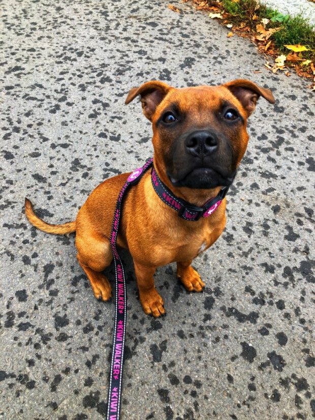 Vodítko - M - Zelená