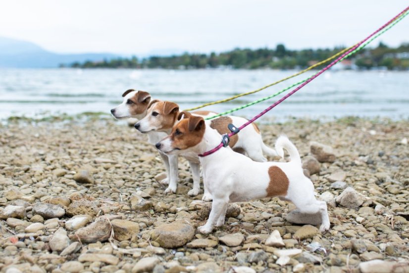 Provazové vodítko 2v1 - M - Růžová/Černá