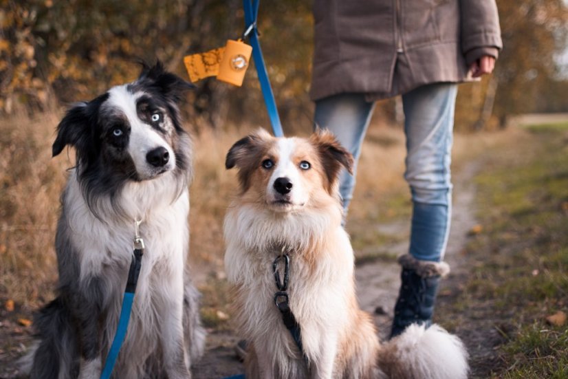 Obal na sáčky KIWI WALKER - Růžová