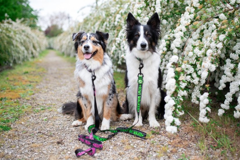 Vodítko - M - Zelená