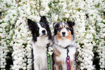 VODÍTKA A OBOJKY - Barva - Bílá