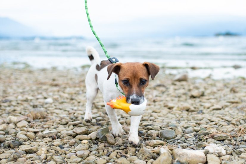 Latexová pískací hračka Kiwi Baby oranžová