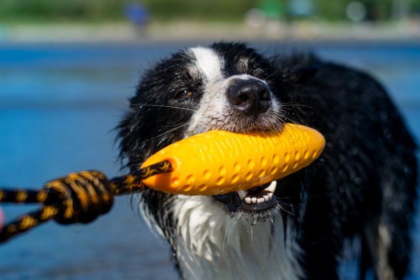 Létající a plovací zeppelin z TPR pěny - MAXI  - Růžová
