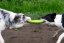 Plovací frisbee z TPR pěny MAXI  modrá 21,5 cm