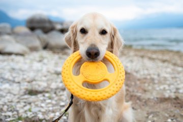 FRISBEE - Zvíře - Pes